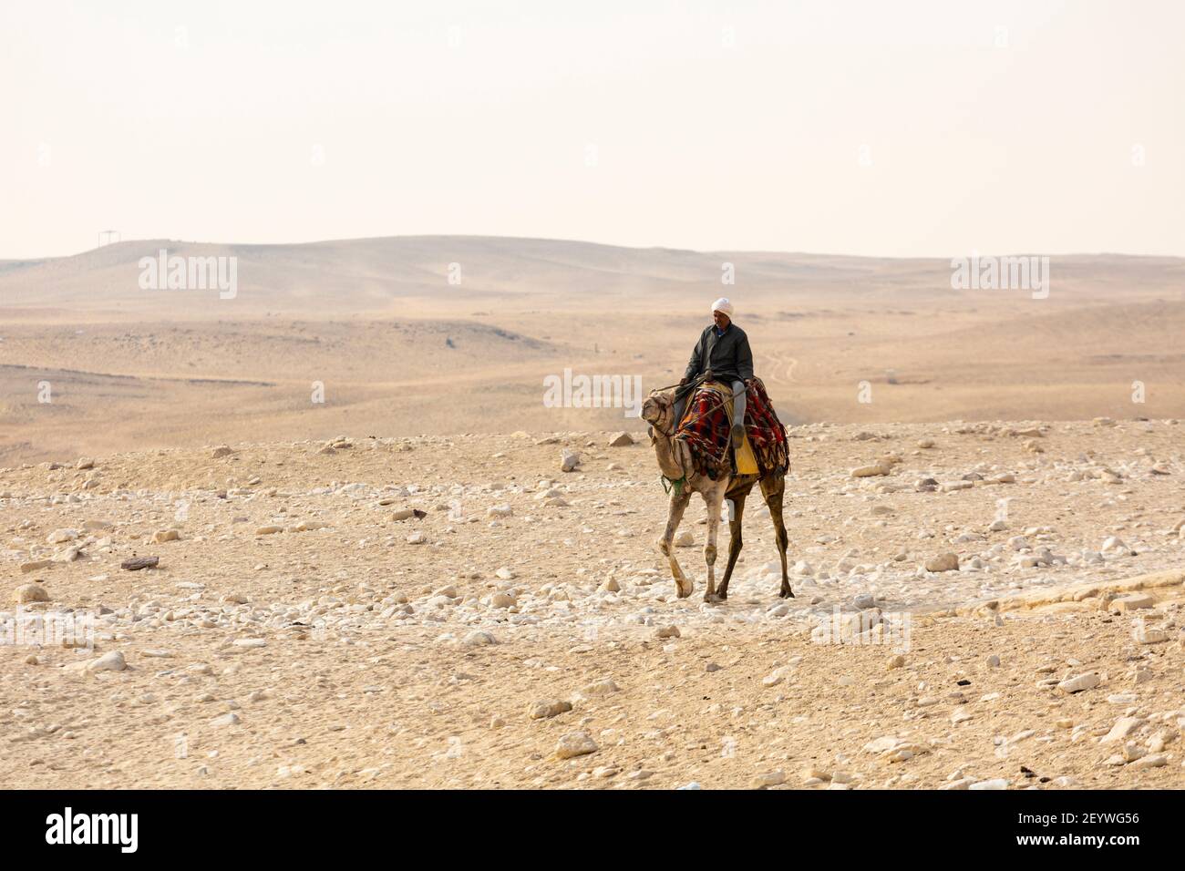 Ein lokaler Reiseleiter reitet auf einem Kamel auf dem Gizeh Plateau, Groß-Kairo, Ägypten Stockfoto