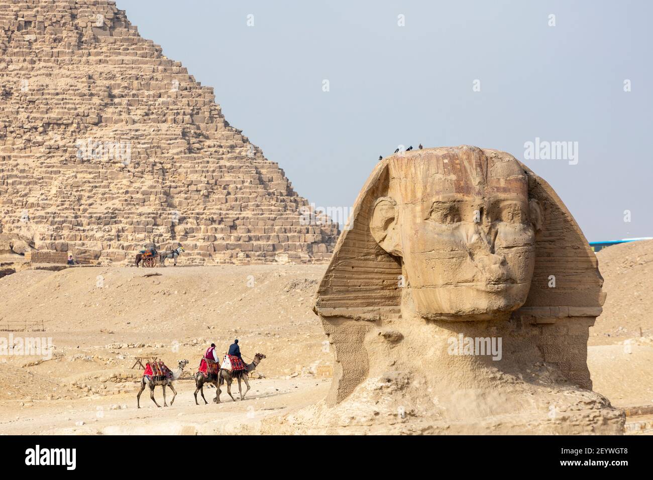 Lokale Reiseleiter reiten Kamele hinter der Großen Sphinx von Gizeh, Gizeh Plateau, Groß-Kairo, Ägypten Stockfoto