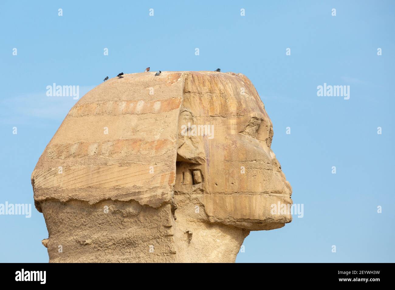 Profilansicht des Kopfes der Großen Sphinx von Gizeh mit auf der Spitze ruhenden Vögeln, Gizeh-Plateau, Groß-Kairo, Ägypten Stockfoto