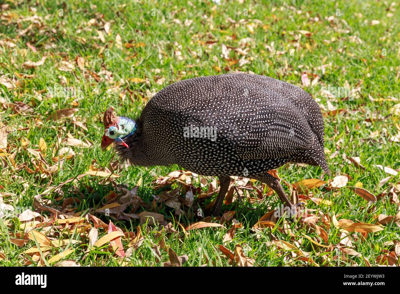 Ein helmeted Guineafowl, allgemein bekannt als der Tarantaal, Wandern auf Gras, Kirstenbosch National Botanical Garden, Südafrika Stockfoto