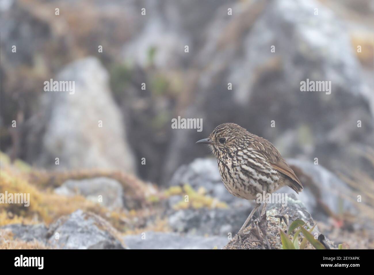 STREIFENKOPF ANTPITTA (Grallaria andicolus), EINE einsame Antipita, schwer zu beobachten, aber in diesem Fall eine saubere Aufzeichnung dieses schönen Andenvogels Stockfoto