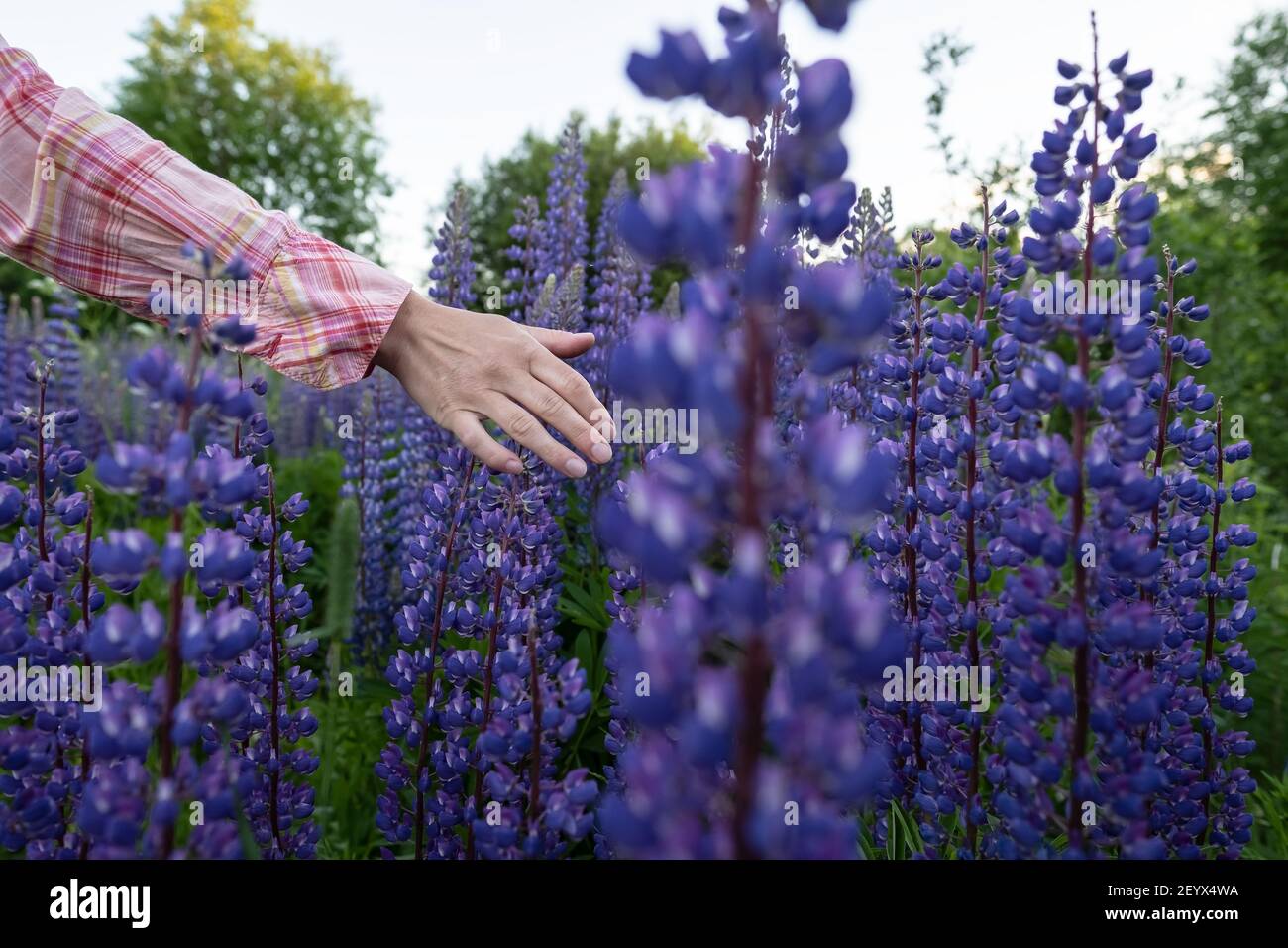 Eine Frau Hand berührt schöne blühende lupinus. Abendspaziergang durch die Dorfwiesen. Prächtige Blüten, violett in der Farbe. Stockfoto