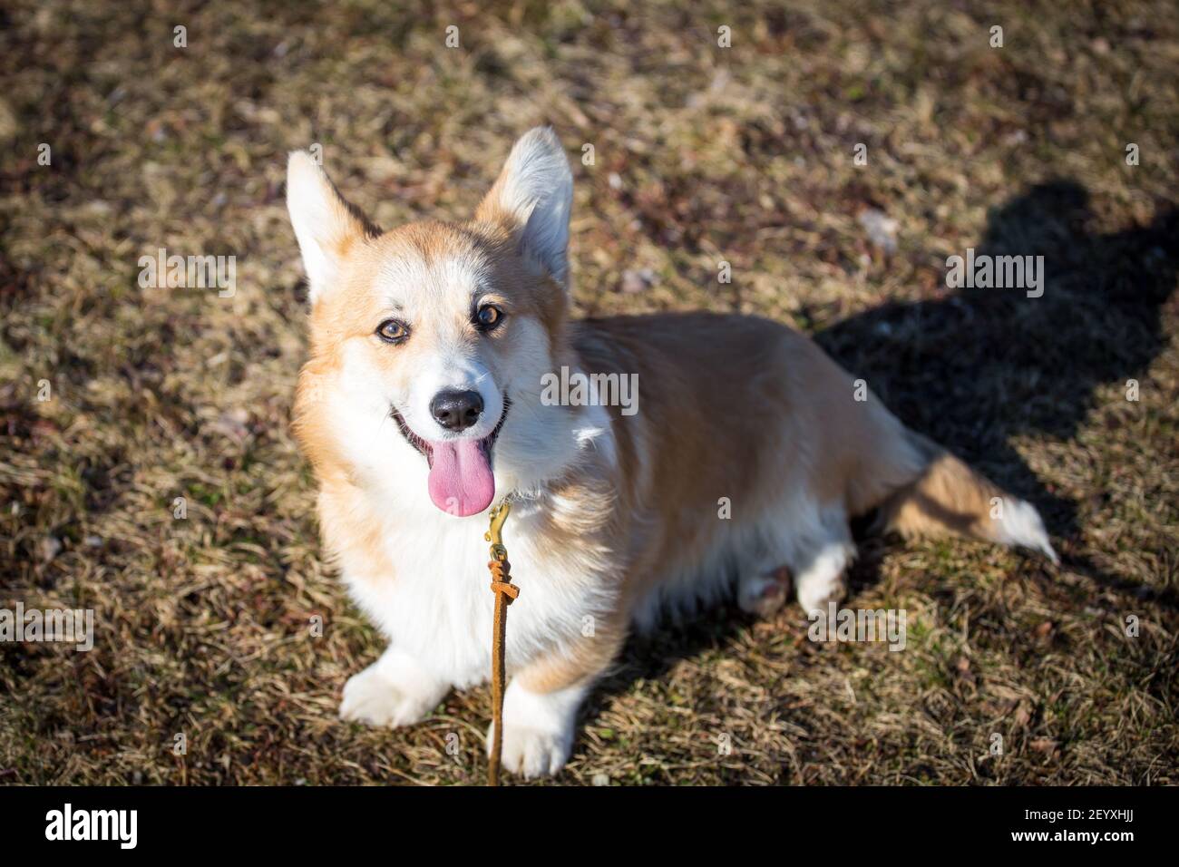 Welsh Corgi Pembroke Welpe an einem sonnigen Wintertag Stockfoto