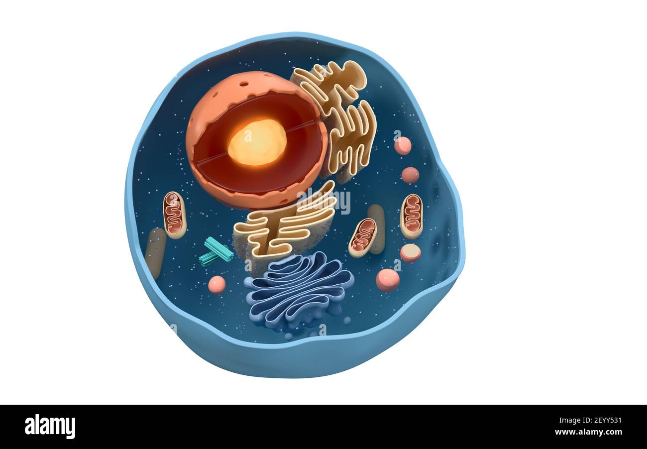 Innere Struktur einer tierischen Zelle, 3D Rendering. Schnittansicht. Digitale Zeichnung des Computers. Stockfoto