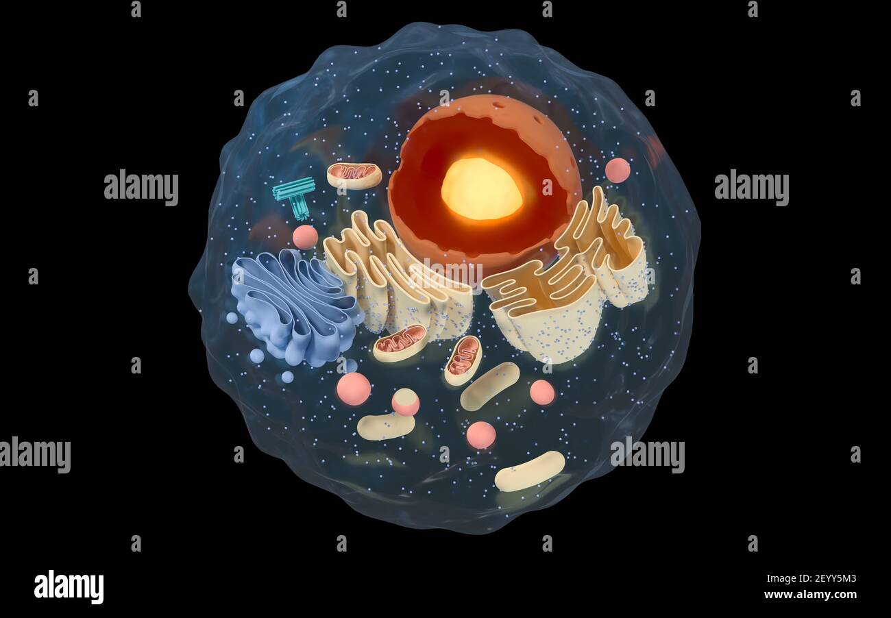 Innere Struktur einer tierischen Zelle, 3D Rendering. Schnittansicht. Digitale Zeichnung des Computers. Stockfoto