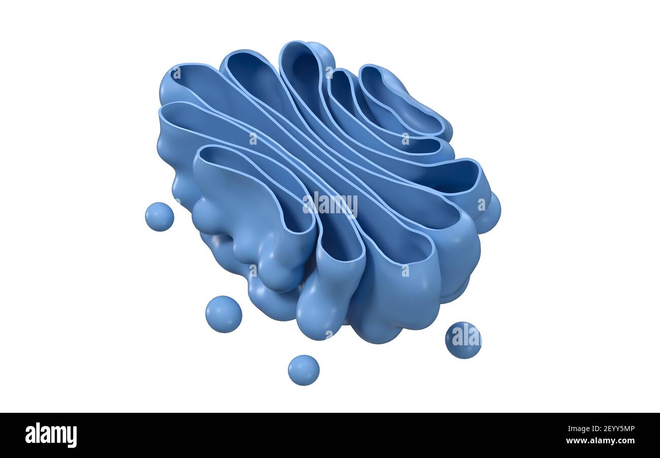 Golgi-Apparat der Zelle, Nahaufnahme, 3D Rendering. Digitale Zeichnung des Computers. Stockfoto