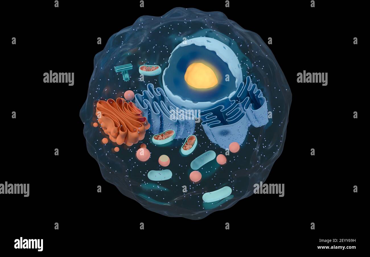 Innere Struktur einer tierischen Zelle, 3D Rendering. Schnittansicht. Digitale Zeichnung des Computers. Stockfoto