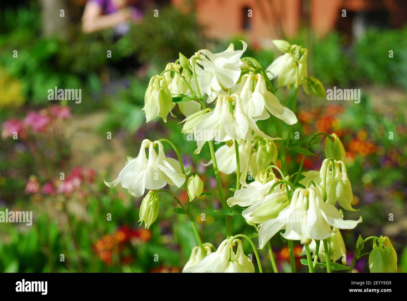 Columbine Blumen, aquilegia vulgaris, Blüte columbine Stockfoto