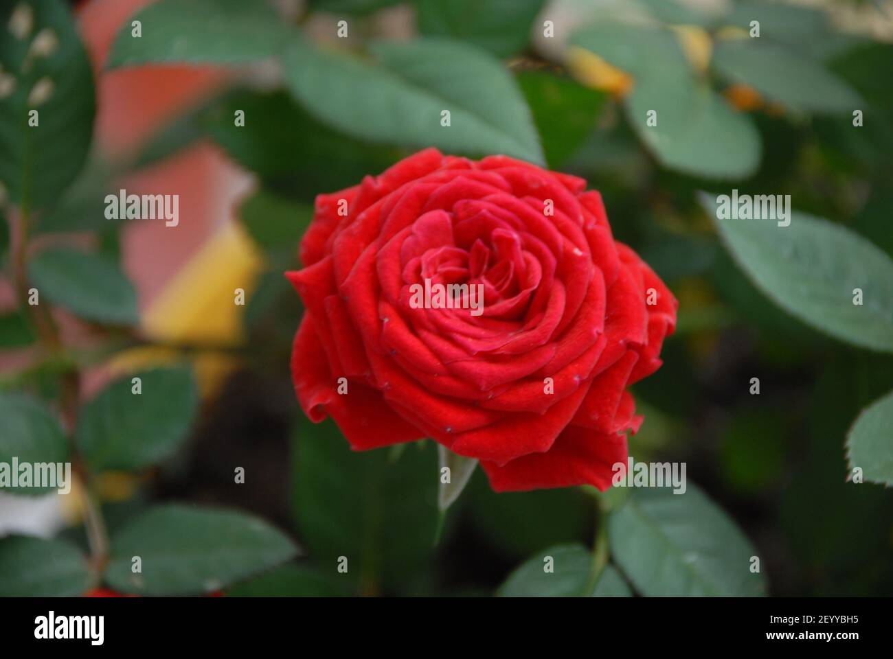 Rote Rosen, rosa, Buschrosen, Blütenrosen Stockfoto