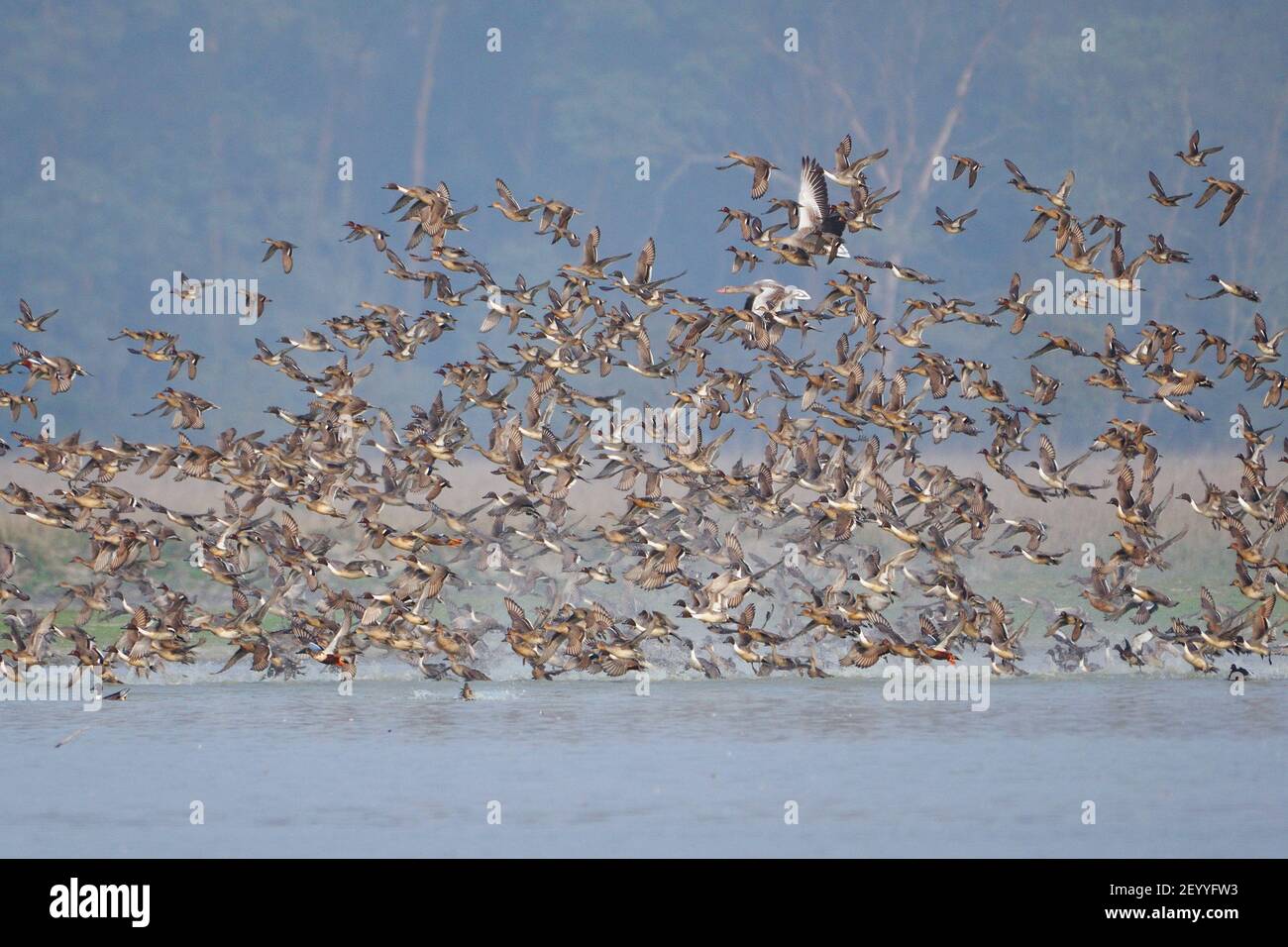 Schar von Zugvögeln fliegen über das Feuchtgebiet Stockfoto