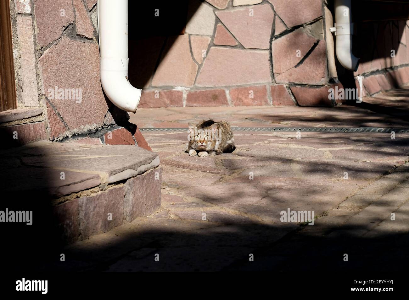 Eine kranke Katze liegt auf der Straße, schaut auf die Kamera. Alte Straßenkatze. Verschwommener Hintergrund, Schatten. Stockfoto