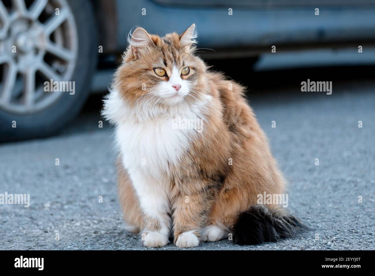 Eine einsame Katze sitzt in der Nähe des Autos. Pelzigen und obdachlos. Stockfoto