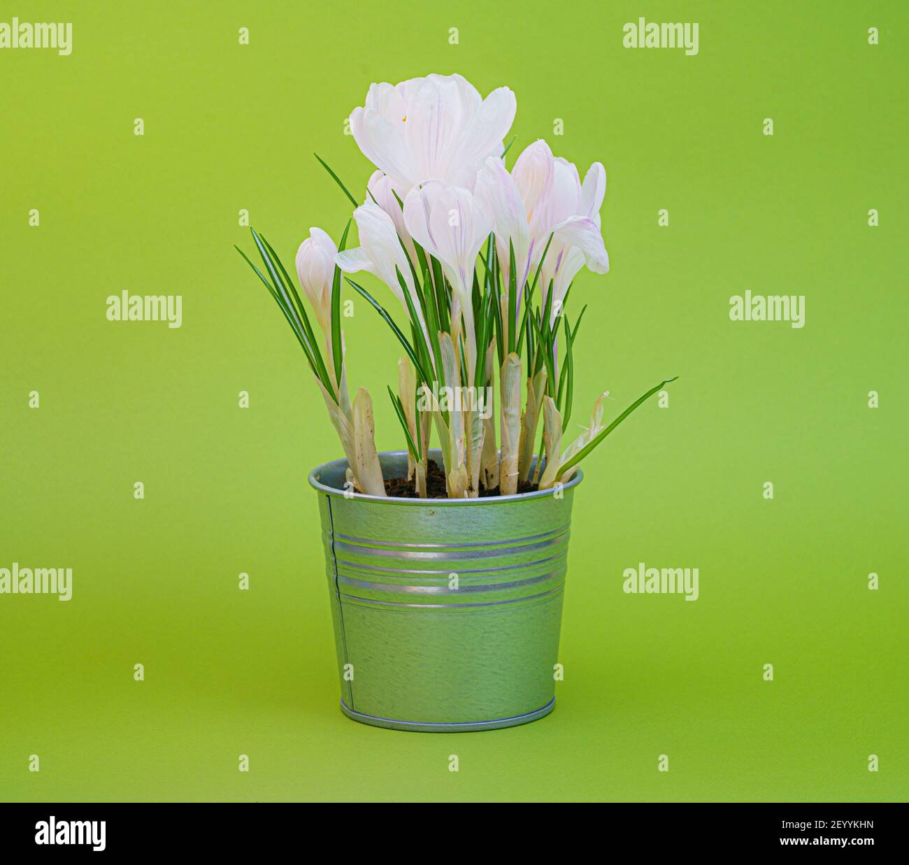 Plural Crocuses oder croci ist eine Gattung von blühenden Pflanzen in der Familie der Iris. Stockfoto