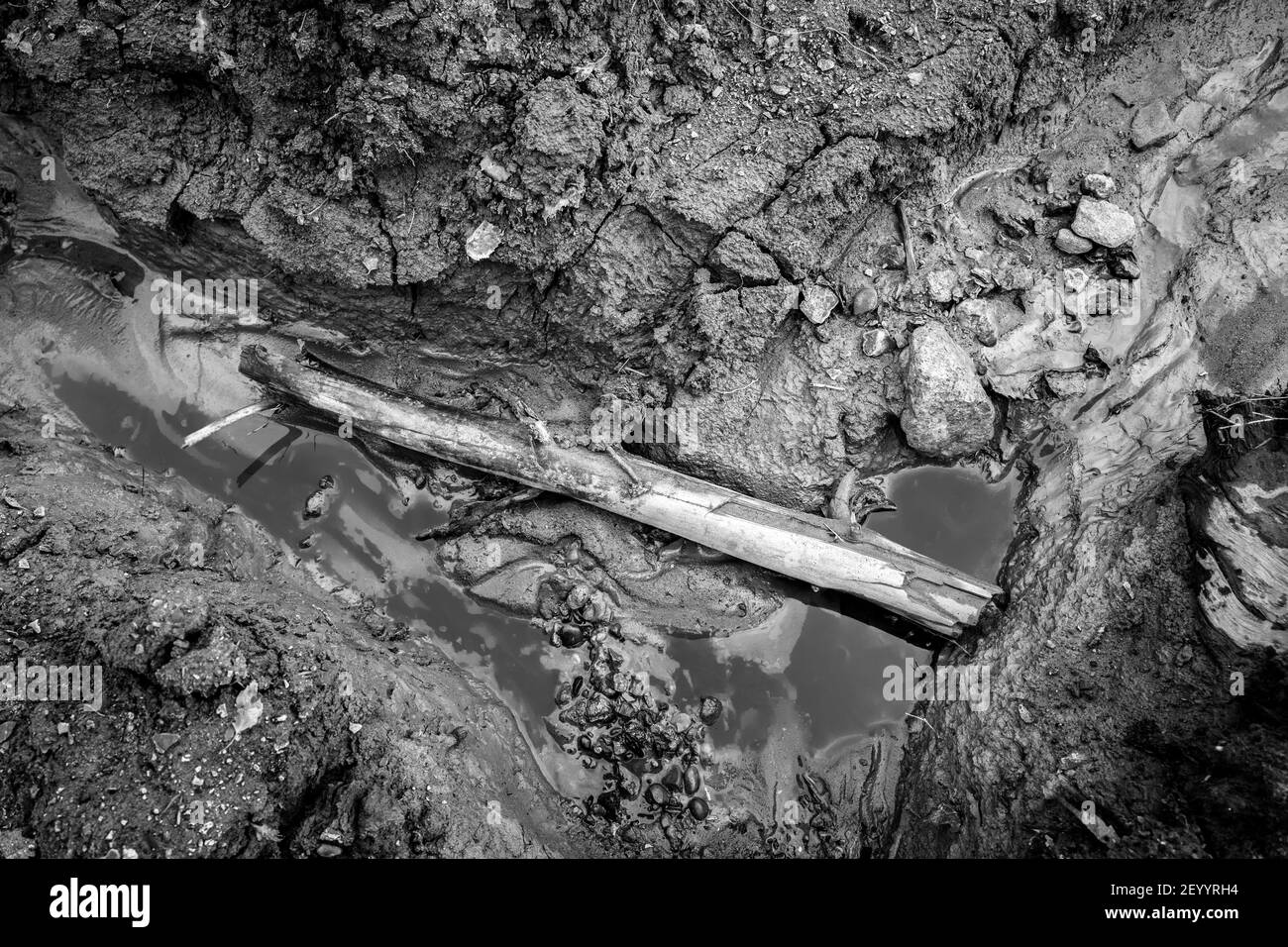 Verfallender Baumstamm, der in einem Graben mit verschmutztem Wasser liegt. Stockfoto