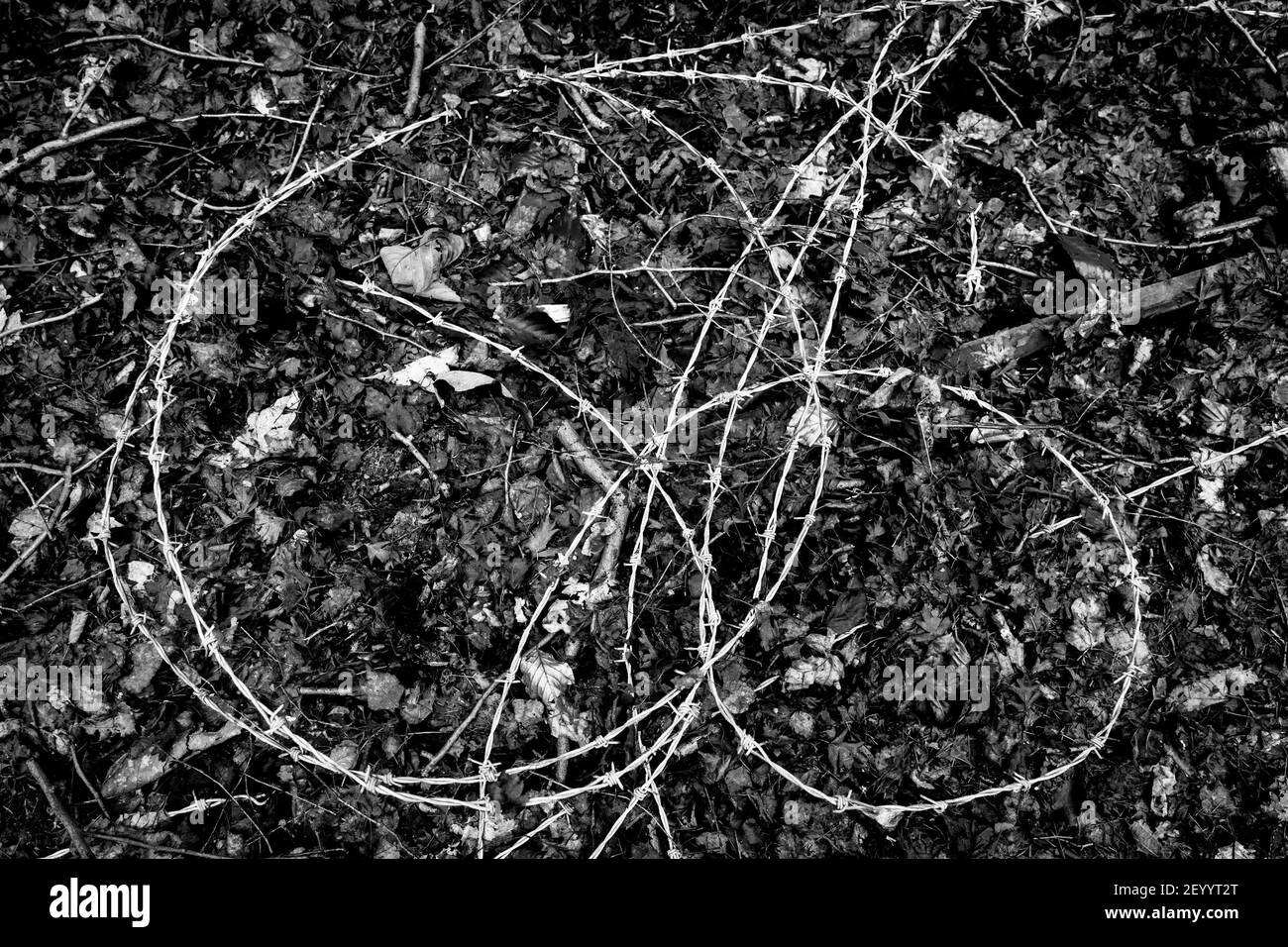 Spule aus Stacheldraht oder Stacheldraht auf einem Waldboden. Stockfoto