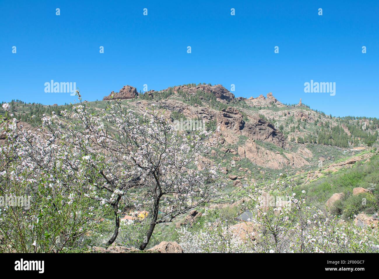 Mandel in Blüte. Nördlich von Gran Canaria. Kanarische Inseln. Spanien. Stockfoto