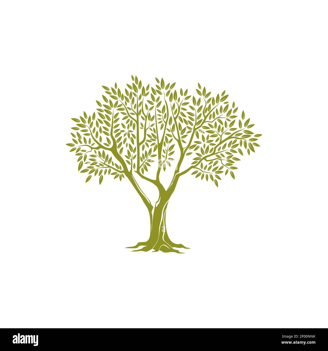 Olivenbaum auf dicken Stamm und grne Krone der Bltter isoliert Symbol.  Vector botanischen landwirtschaftlichen griechischen oder italienischen  extra natives l Emblem. Objekt von p Stock-Vektorgrafik - Alamy