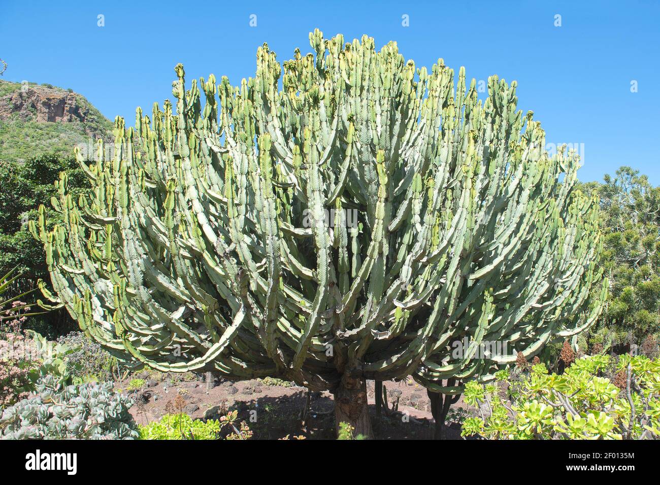 Kaktus auf Gran Canaria, Spanien Stockfotografie - Alamy