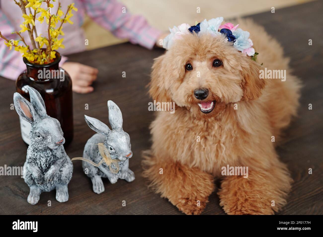 Cute flauschige reinrassige Hund der braunen Farbe sitzt auf Holz Tisch vor der Kamera mit zwei grauen Spielzeugkaninchen Und gelbe Blumen in Vase Stockfoto