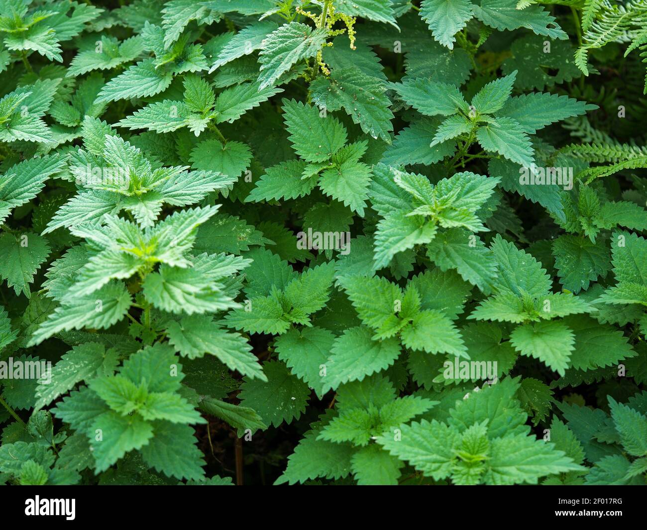 Nahaufnahme der grünen Blätter der gewöhnlichen Brennnesselpflanzen, Urtica dioica Stockfoto