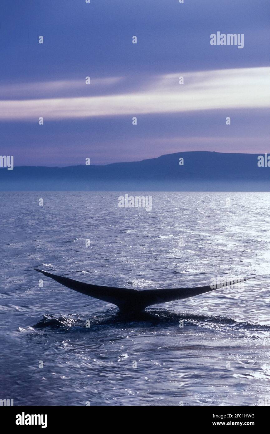 Blauwal; Meer von Cortez; Baja, Mexiko Stockfoto