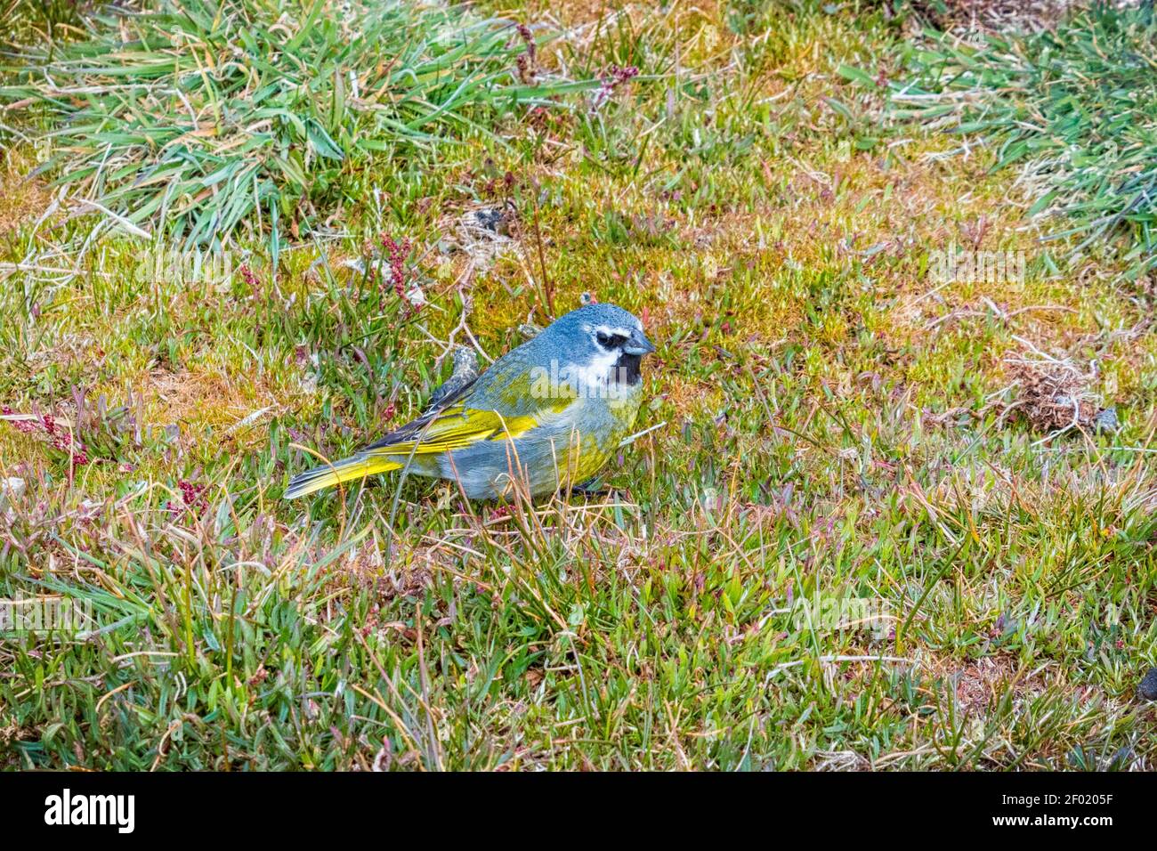 Schwarzkehlfink, Melanodera melanodera. Auch bekannt als Kanarienfink oder White=Bricked Finch, Sea Lion Island, Falkland Islands Stockfoto