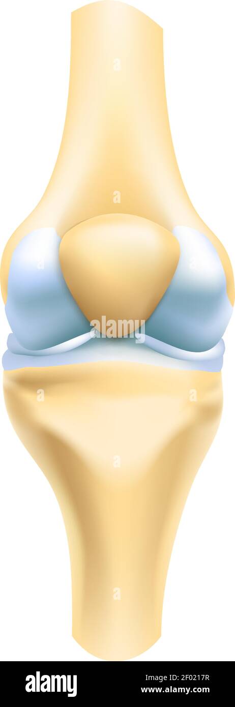 Knieknochen Gelenk, Synovialflüssigkeit isoliert. Vektor Bein oder Armgelenke, menschliches Skelett Teil Stock Vektor