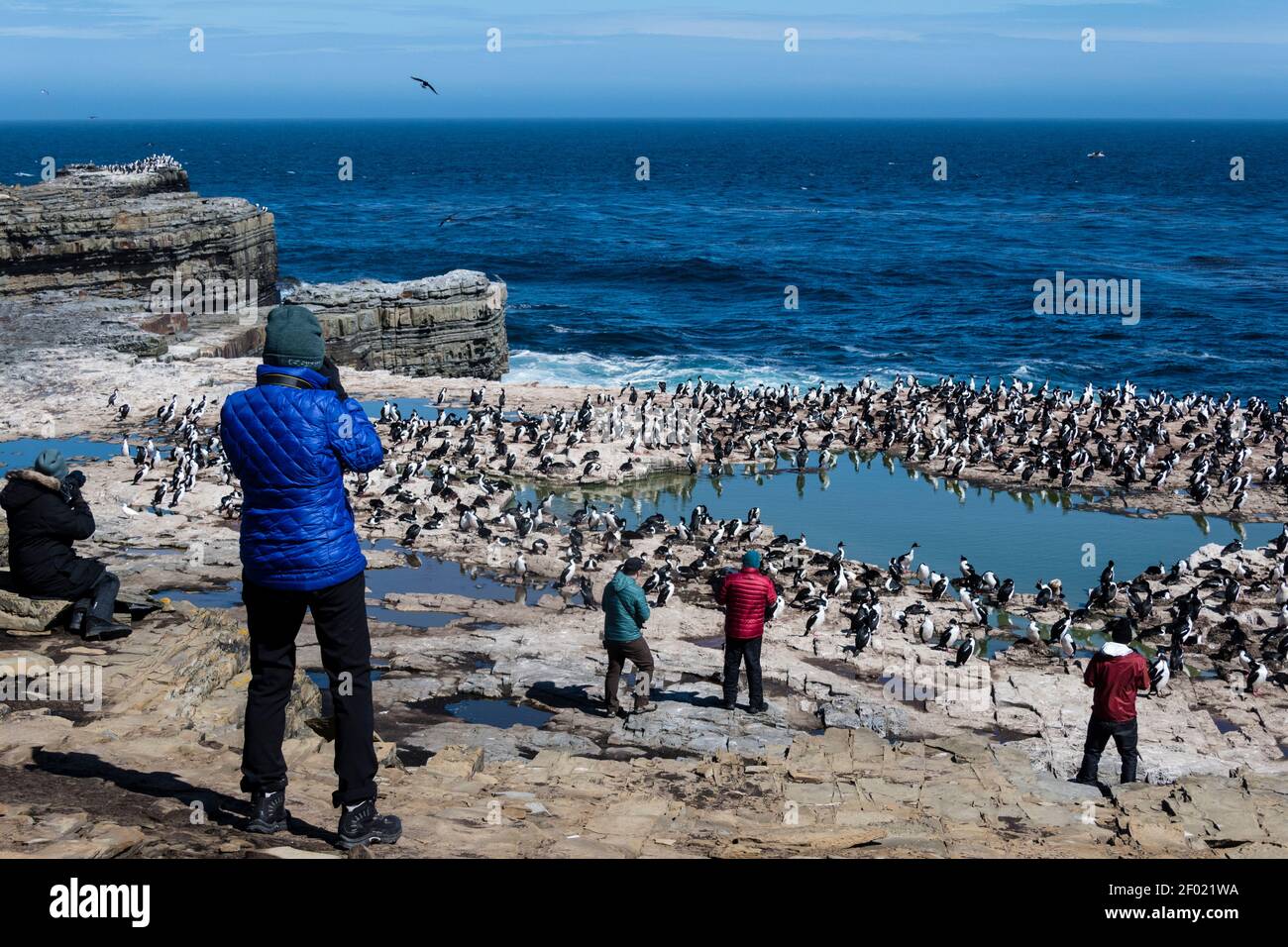 Touristen fotografieren eine Nistkolonie von König Kormoranen, Kaiserlichen Kormoranen oder Shags, Phalacrocorax atriceps, Sea Lion Island, Falklandinseln Stockfoto