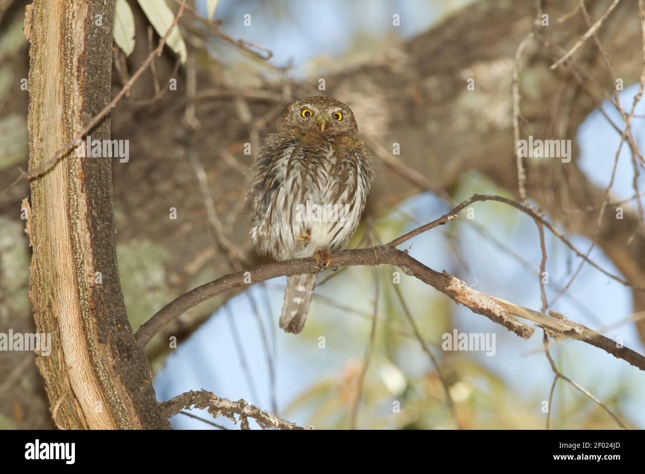Berg Pygmy-Eule weiblich, Glaucidium gnoma, in Eiche thront. Stockfoto