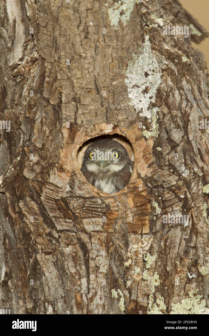 Berg-Zwergeule nistend, Glaucidium gnoma, aus der Nisthöhle schauend. Stockfoto