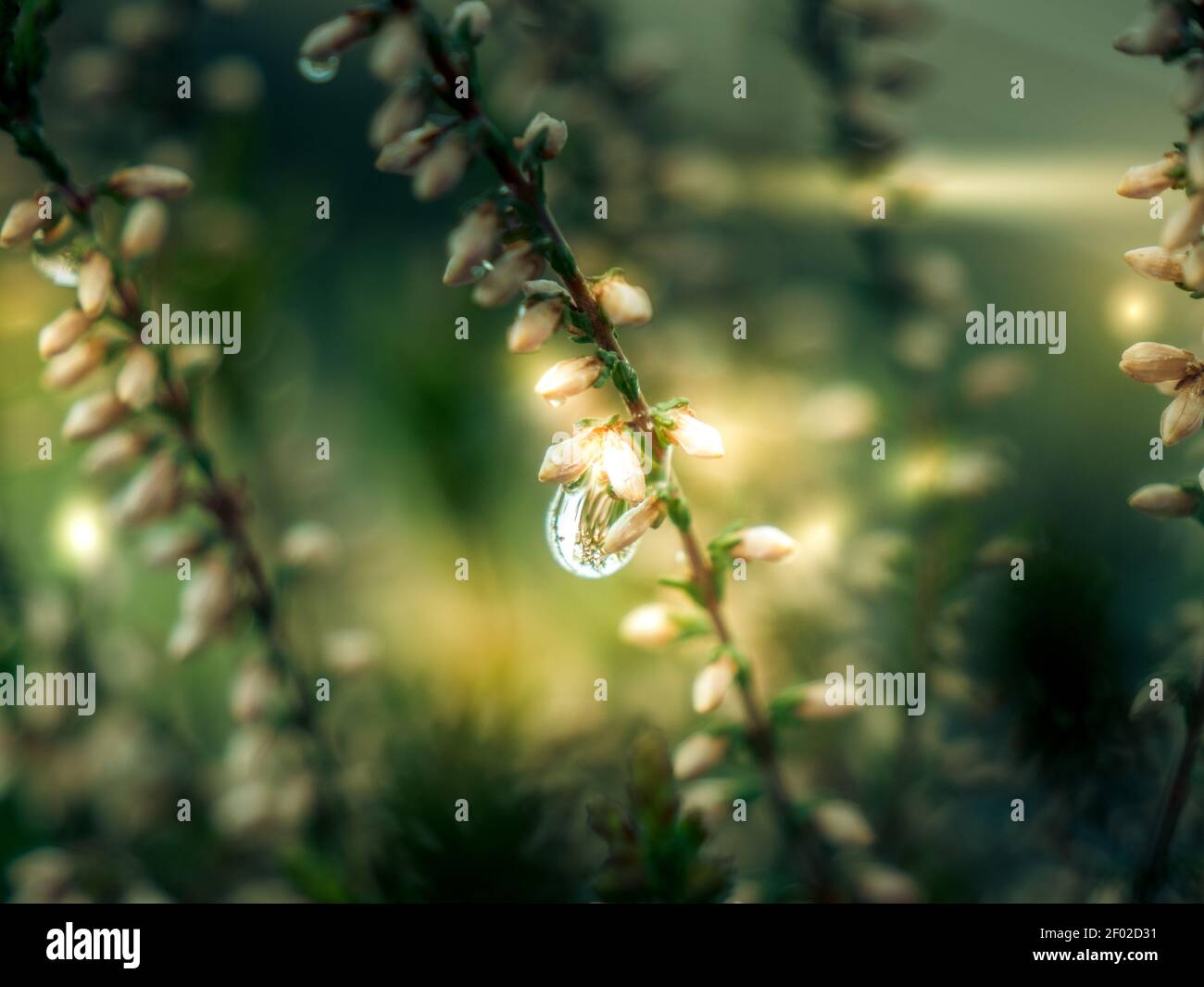 Blumen Frühling abstrakt Konzept Hintergrund. Blühendes Heidekraut mit Regentropfen Nahaufnahme mit Textraum Stockfoto