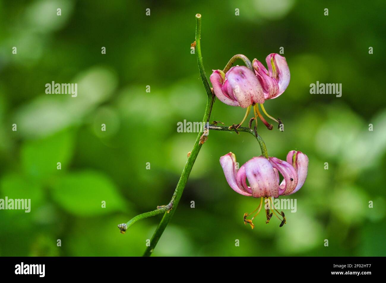 Lilium martagon, die Seerose oder Turks-Cap-Lilie, ist eine eurasische Lilienart. , ein fesselnde Foto Stockfoto