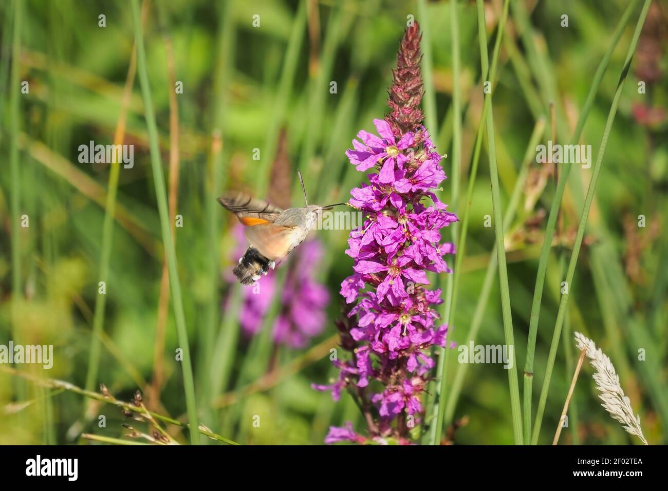 Die Kolibri-Falkenmotte (Macroglossum stellatarum) ist eine Art von Falkenmotte, die in den gemäßigten Regionen Eurasiens gefunden wird. , ein fesselnde Foto Stockfoto