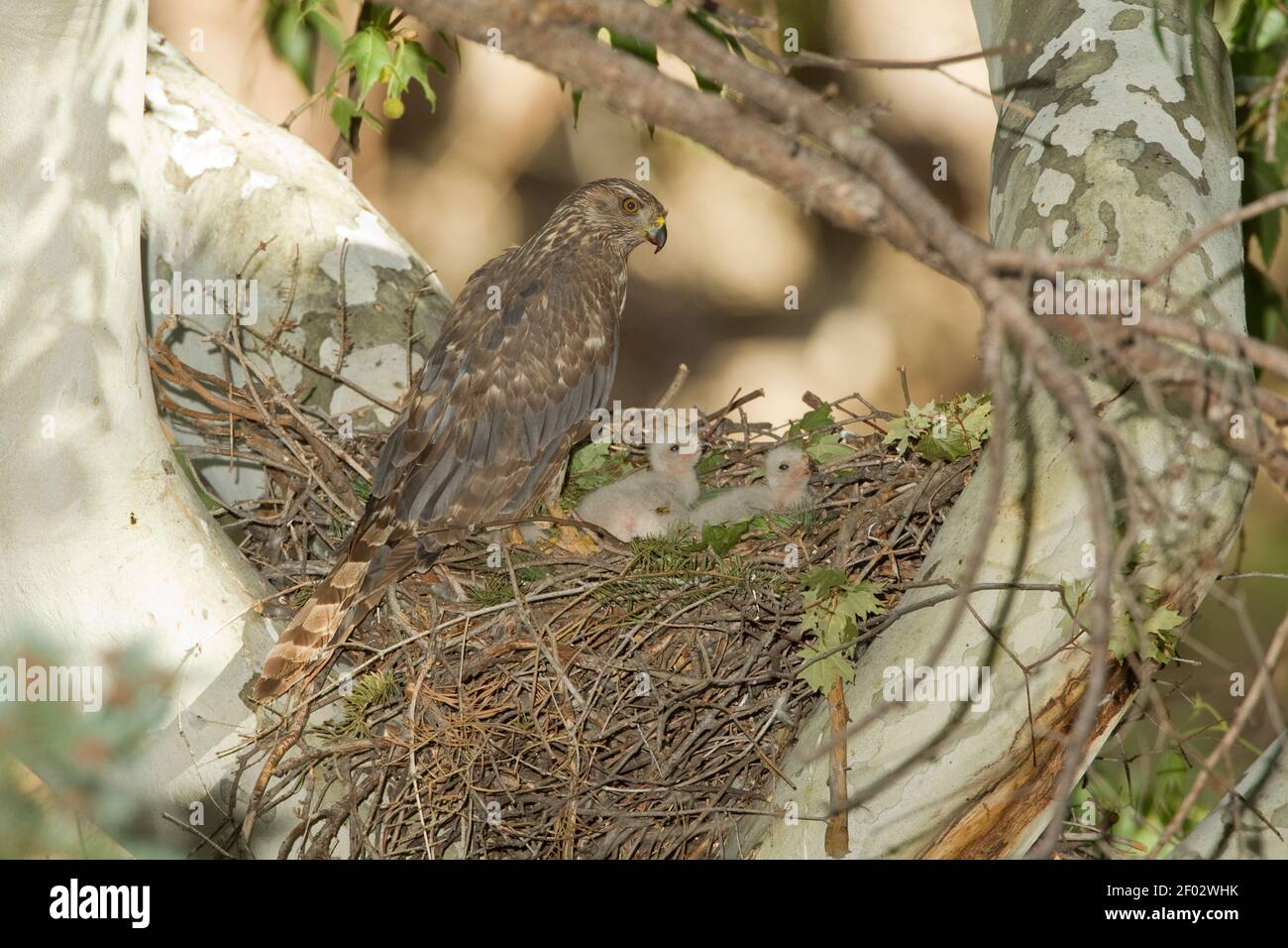 Nördliches Habicht Weibchen und Nestlinge, Accipiter gentilis, auf Nest in Platanenbaum. Stockfoto