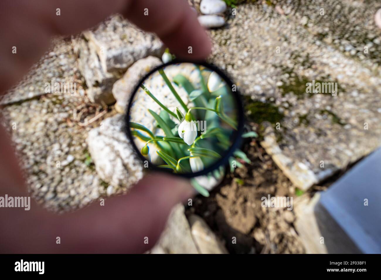 Schneeglöckchen Blumen Ankündigung der Frühjahrssaison durch die Lupe Glas beobachtet, schaffen sie größer als üblich Stockfoto