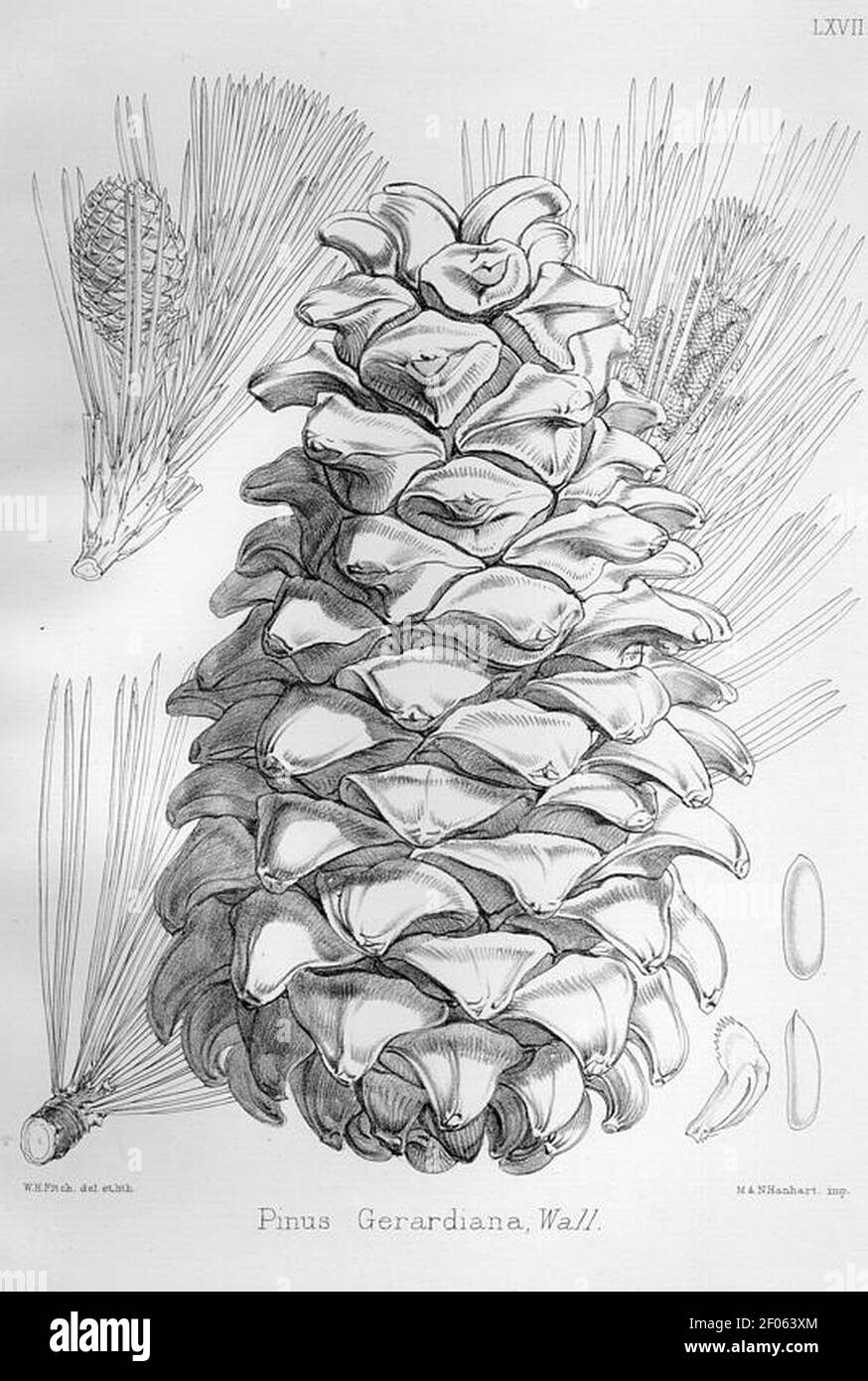 Pinus gerardiana Illustration HighRes. Stockfoto