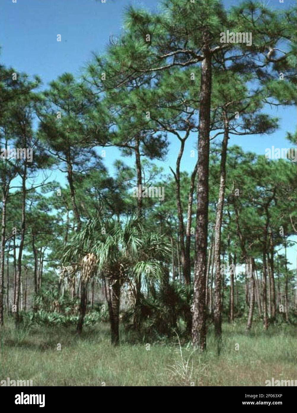 Pinus elliottii densa. Stockfoto