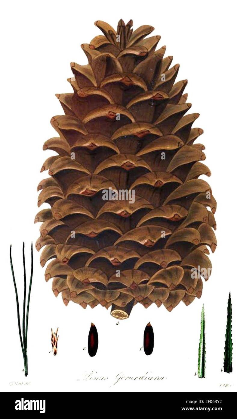 Pinus gerardiana protologue Illustration. Stockfoto