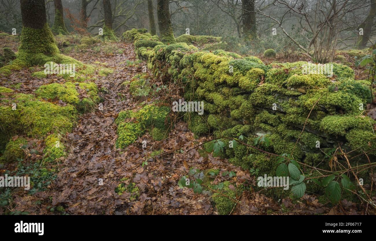 Moos bedeckte Wand in nebligen Wäldern entlang Coniston Wasser östlichen Ufer Stockfoto