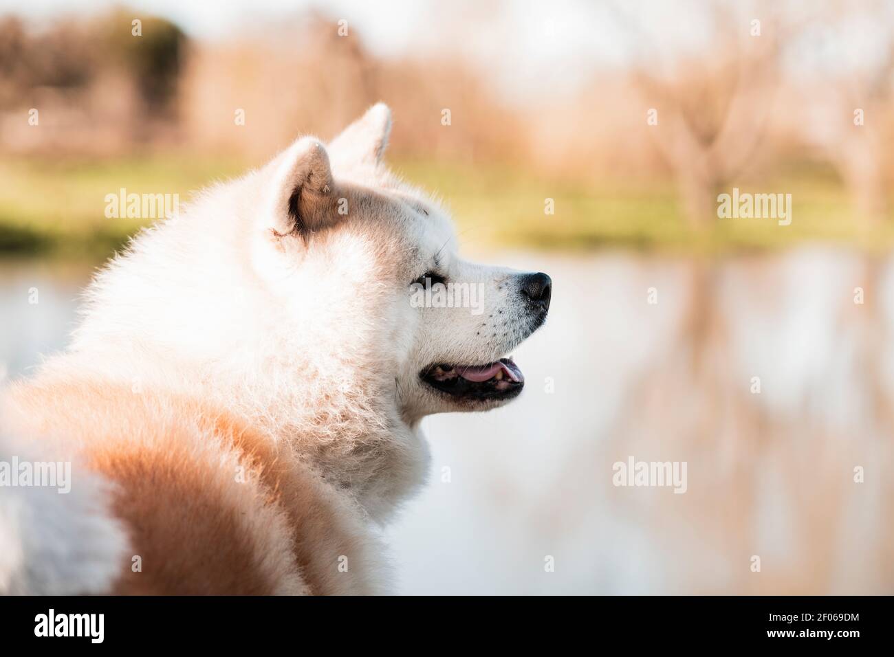 Liebenswert reinrassig japanischen Hund mit flauschigen Doppelmantel suchen weg Gegen Wasser im Sonnenlicht Stockfoto