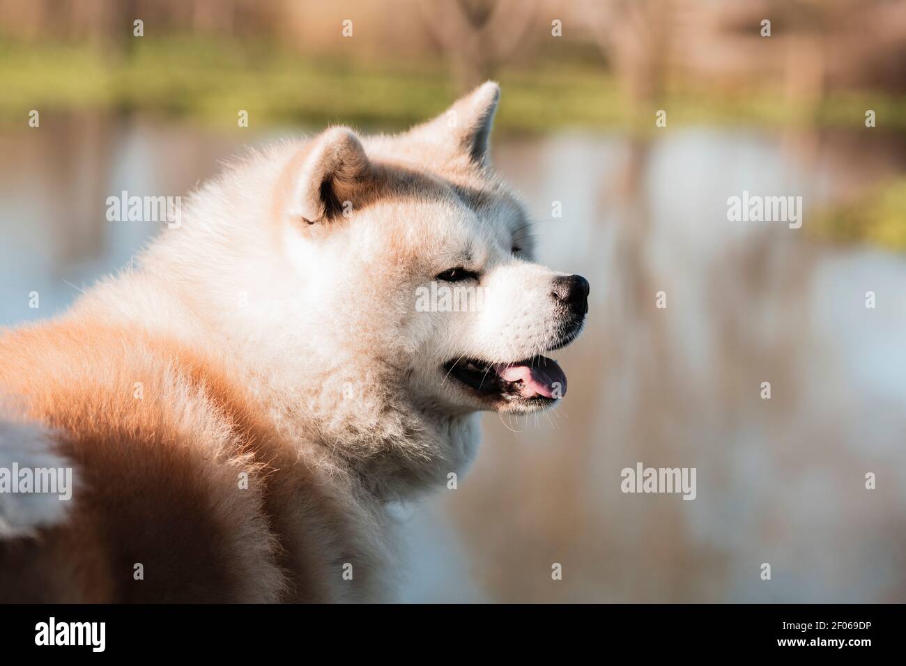 Liebenswert reinrassig japanischen Hund mit flauschigen Doppelmantel suchen weg Gegen Wasser im Sonnenlicht Stockfoto