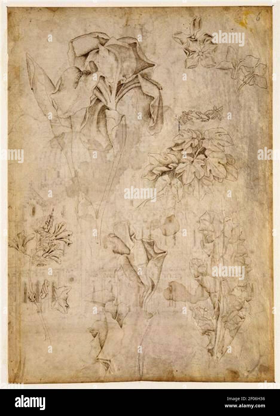 Pisanello - Études d'Iris, d'autres fleurs et de feuillage. Stockfoto