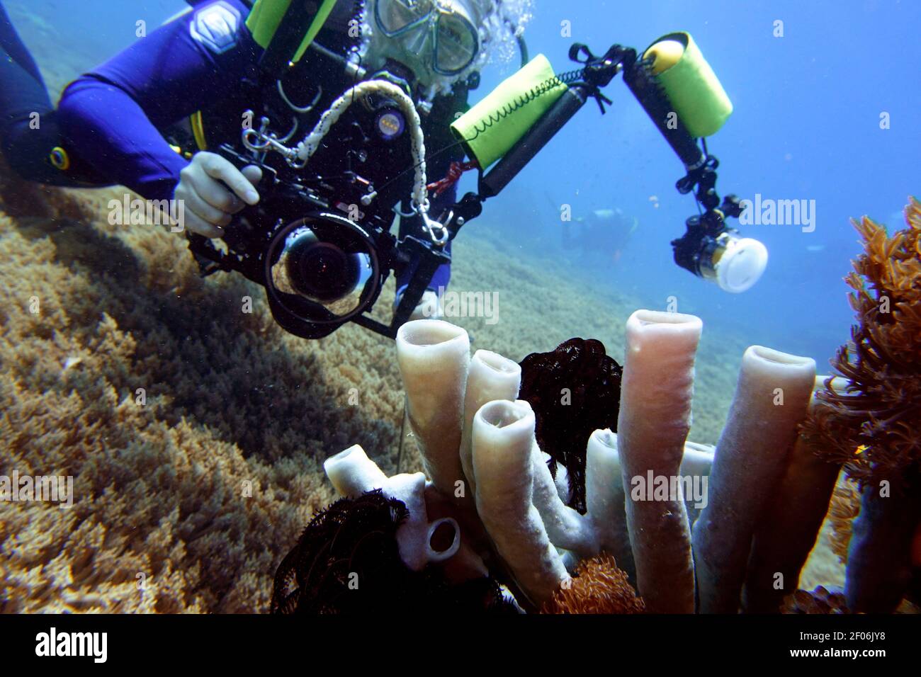 Taucher mit Unterwasserkamera fotografiert einen Blaugrauen Röhrenschwamm (Haliclona fascigera), Nord-Molukken, Halmahera, Indonesien, Siko Stockfoto