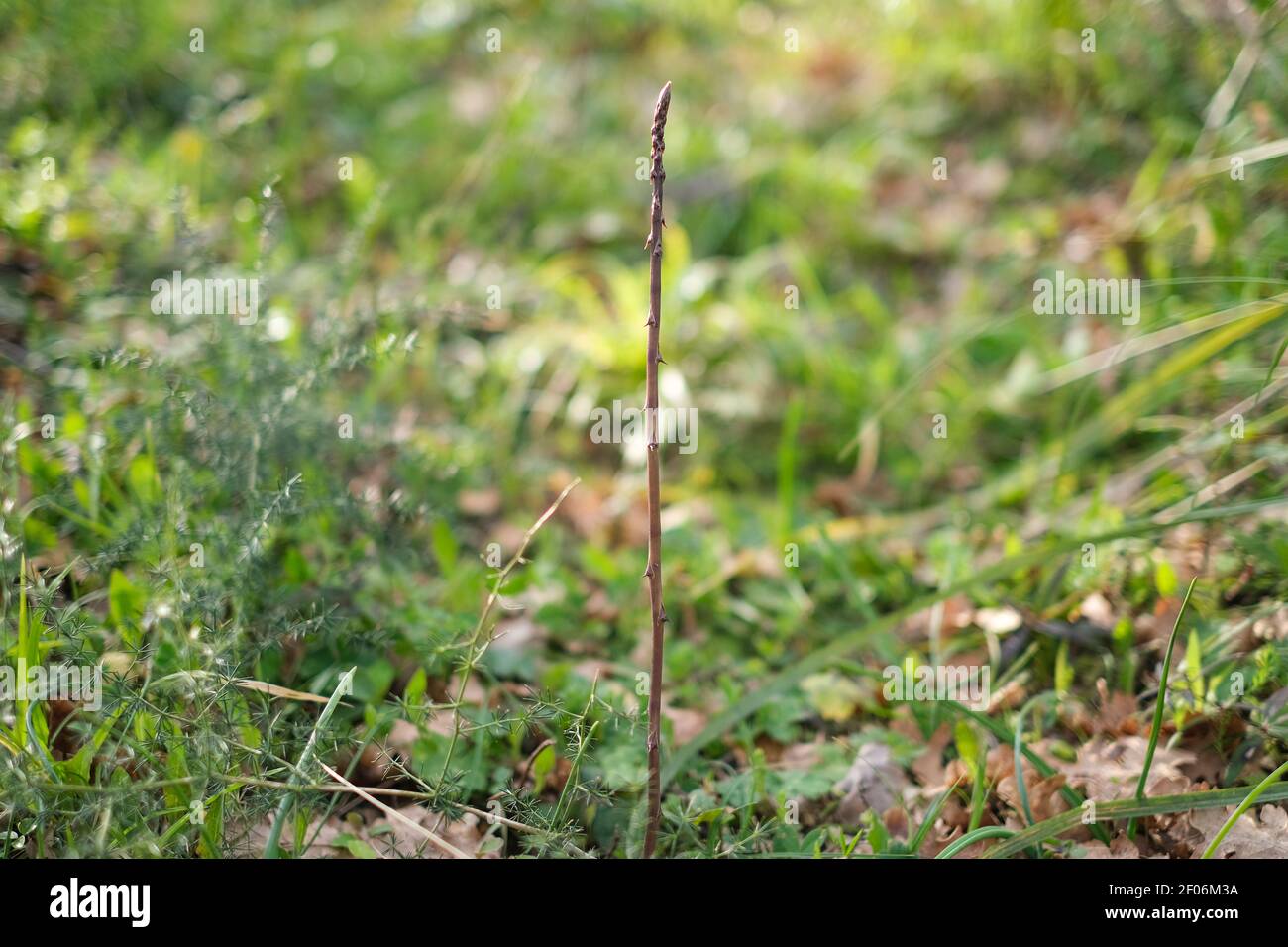 Isolierter wilder italienischer Spargel auf Waldfeld Ökosystem, Ernte gesunde Lebensmittel Stockfoto