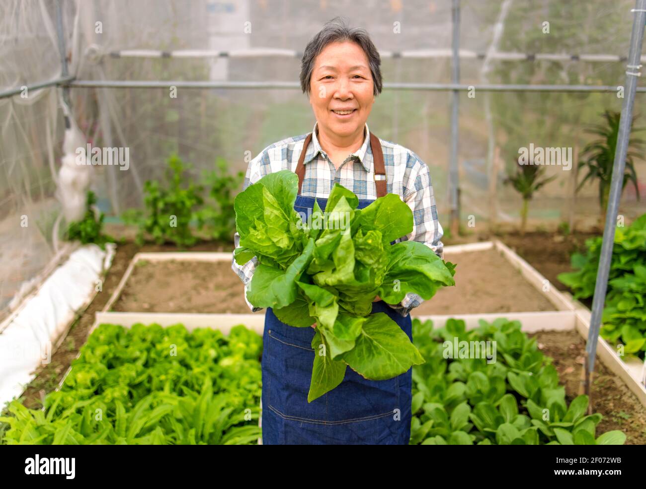 Glückliche ältere Frau Bauer zeigt frisches grünes Gemüse in der Gemüsegarten Stockfoto