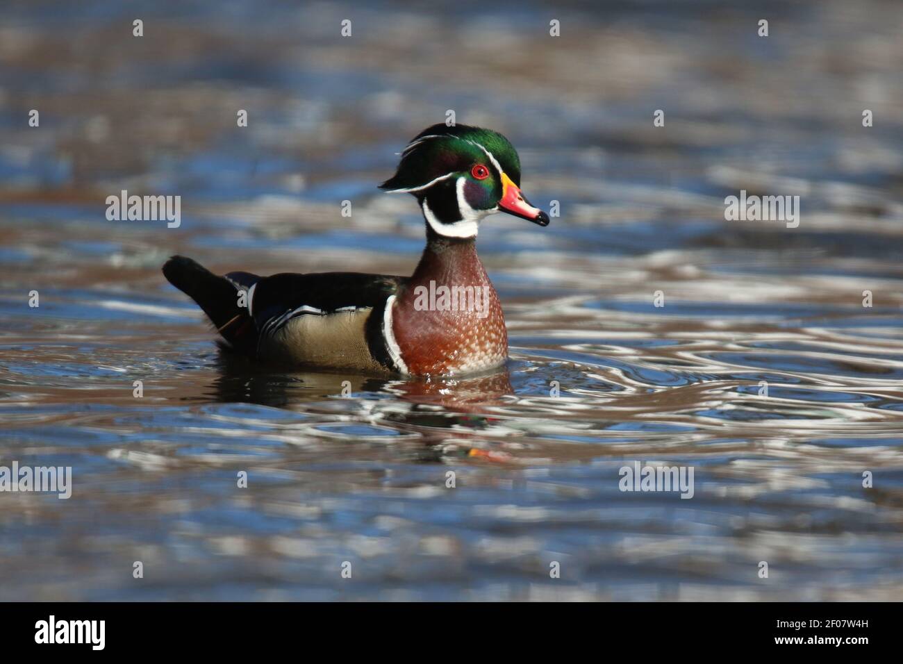 Drake Holzente Aix sponsa Schwimmen auf einem See in Winter in vollem Brutgefieder Stockfoto