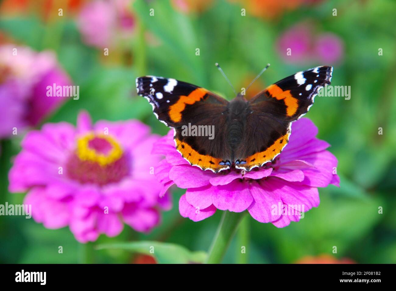 Schmetterling Vanessa atalanta auf rosa Zinnia elegans Blume - hell Sommer Natur Foto Stockfoto