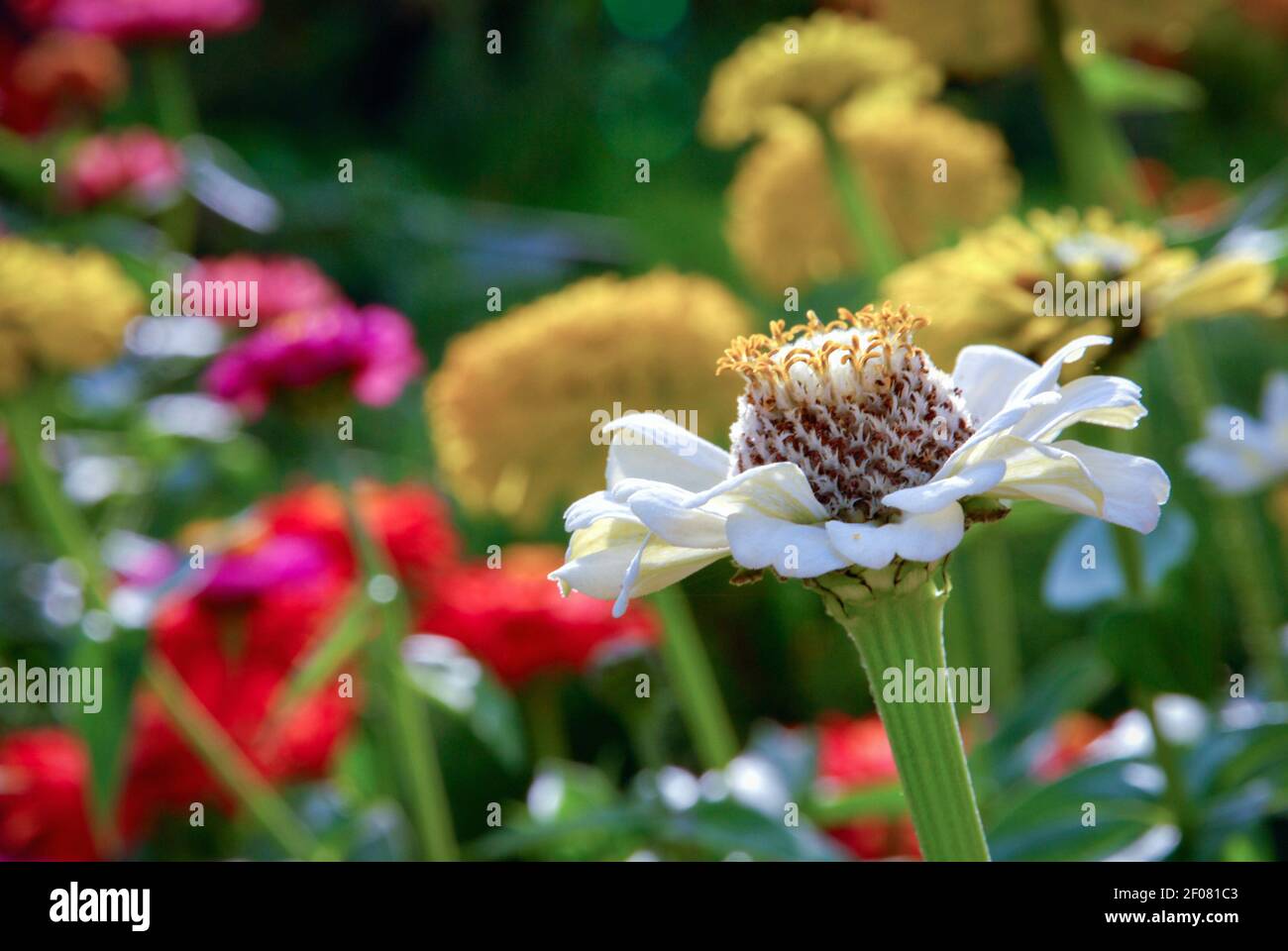 Dahlia-blühte Zinnia Blumen (Zinnia elegans) blühen im Sommergarten Stockfoto