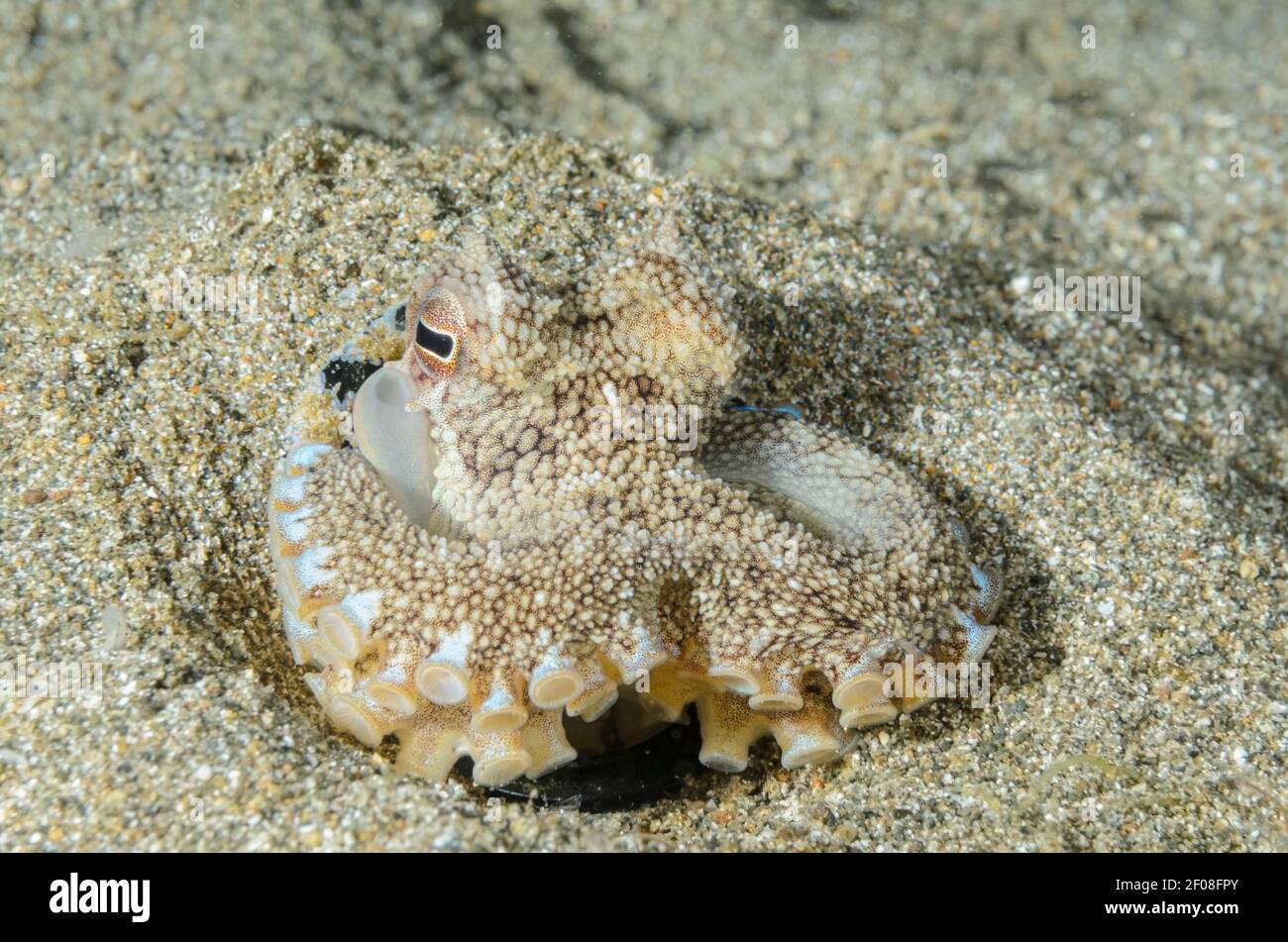 Kokos- oder Aderoktopus, Amphiocrake marginatus, lebt in einer ausrangierten Flasche, Anilao, Batangas, Philippinen, Pazifik Stockfoto