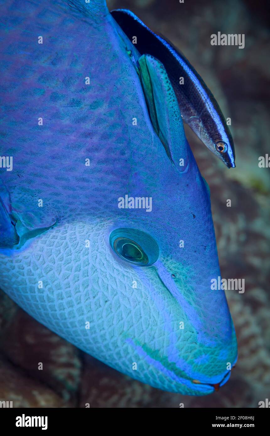 Rotzahn-Drückerfisch, Odonus niger, gereinigt von einem Bluestreak-Reinigungswrasse, Labroides dimidiatus, Anilao, Batangas, Philippinen, Pazifik Stockfoto